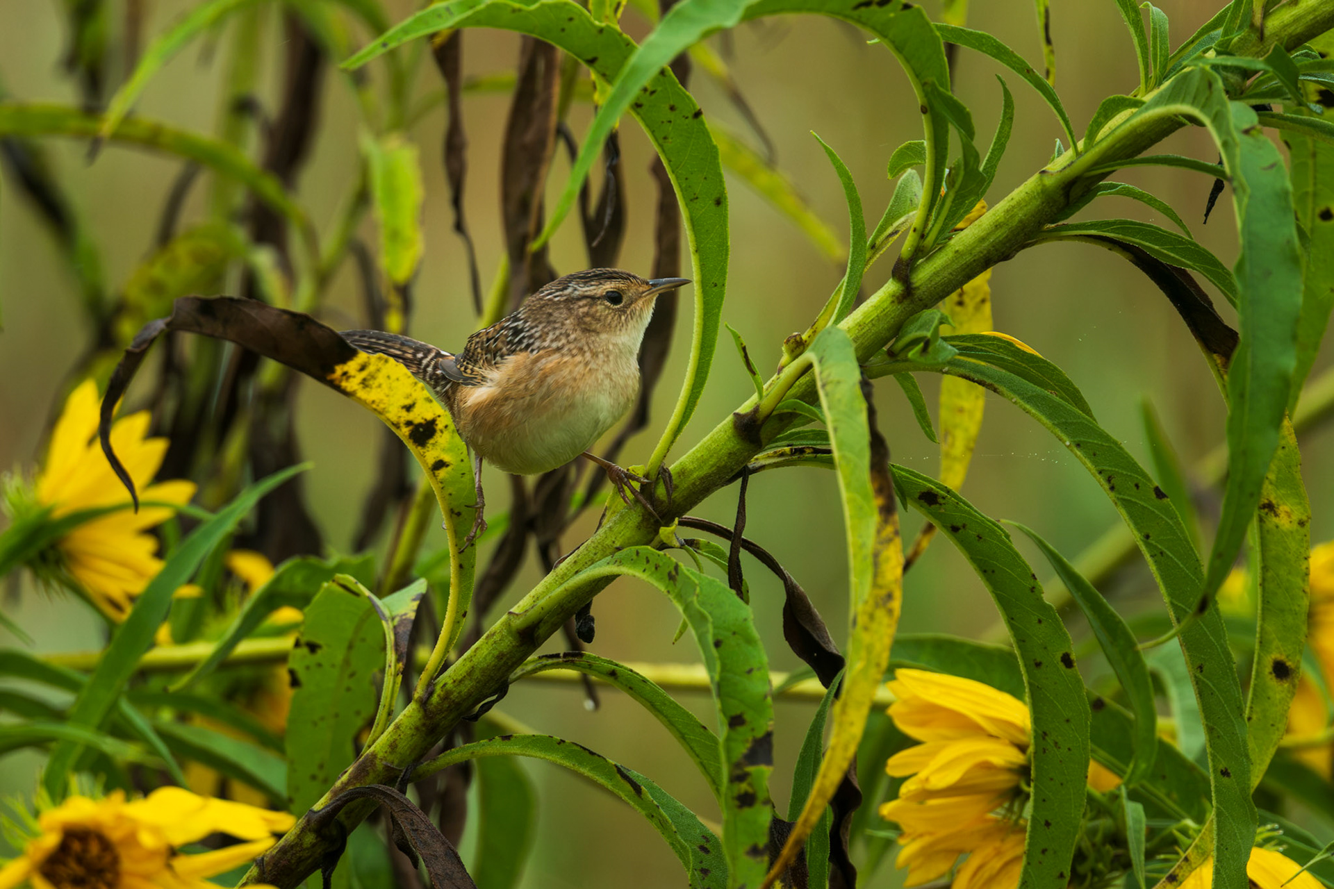 Sedge Wren