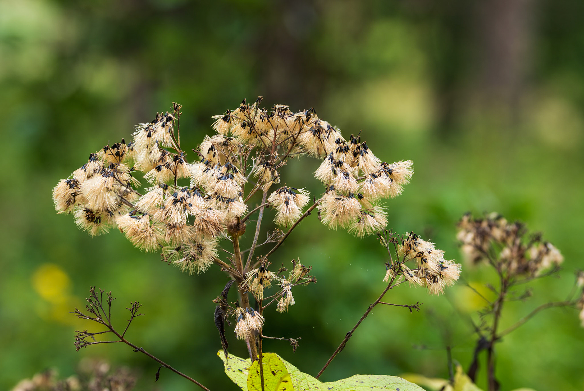 Jo Pye Weed