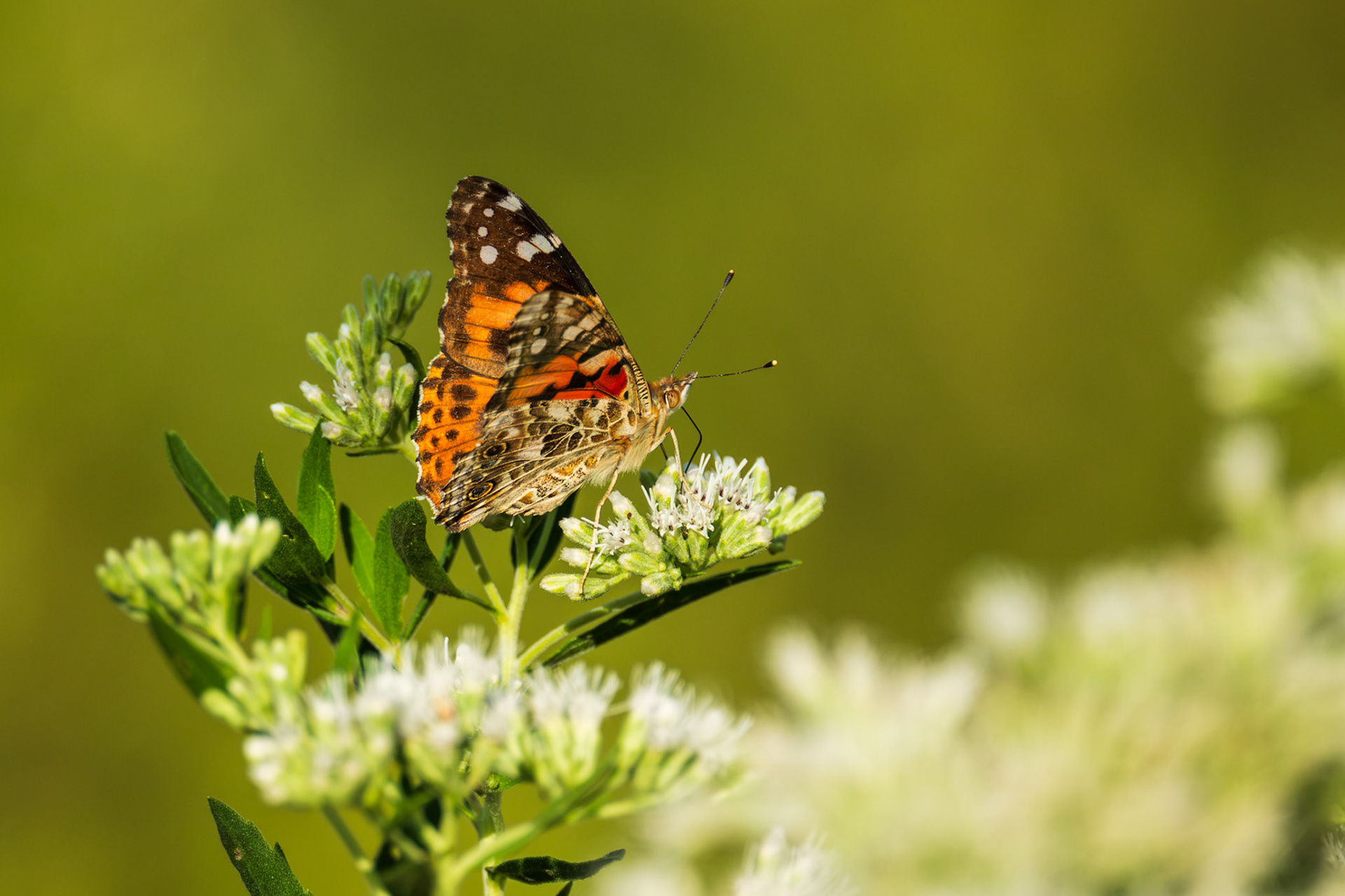 Painted Lady