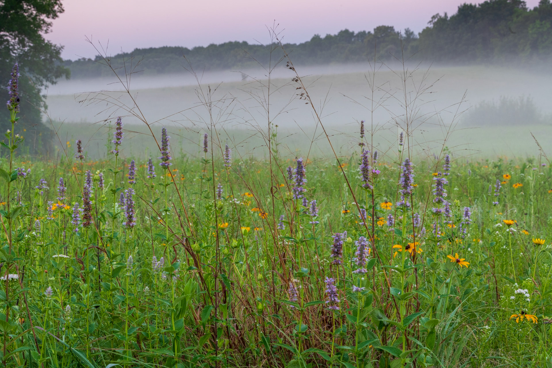 Mixed Prarie Flowers