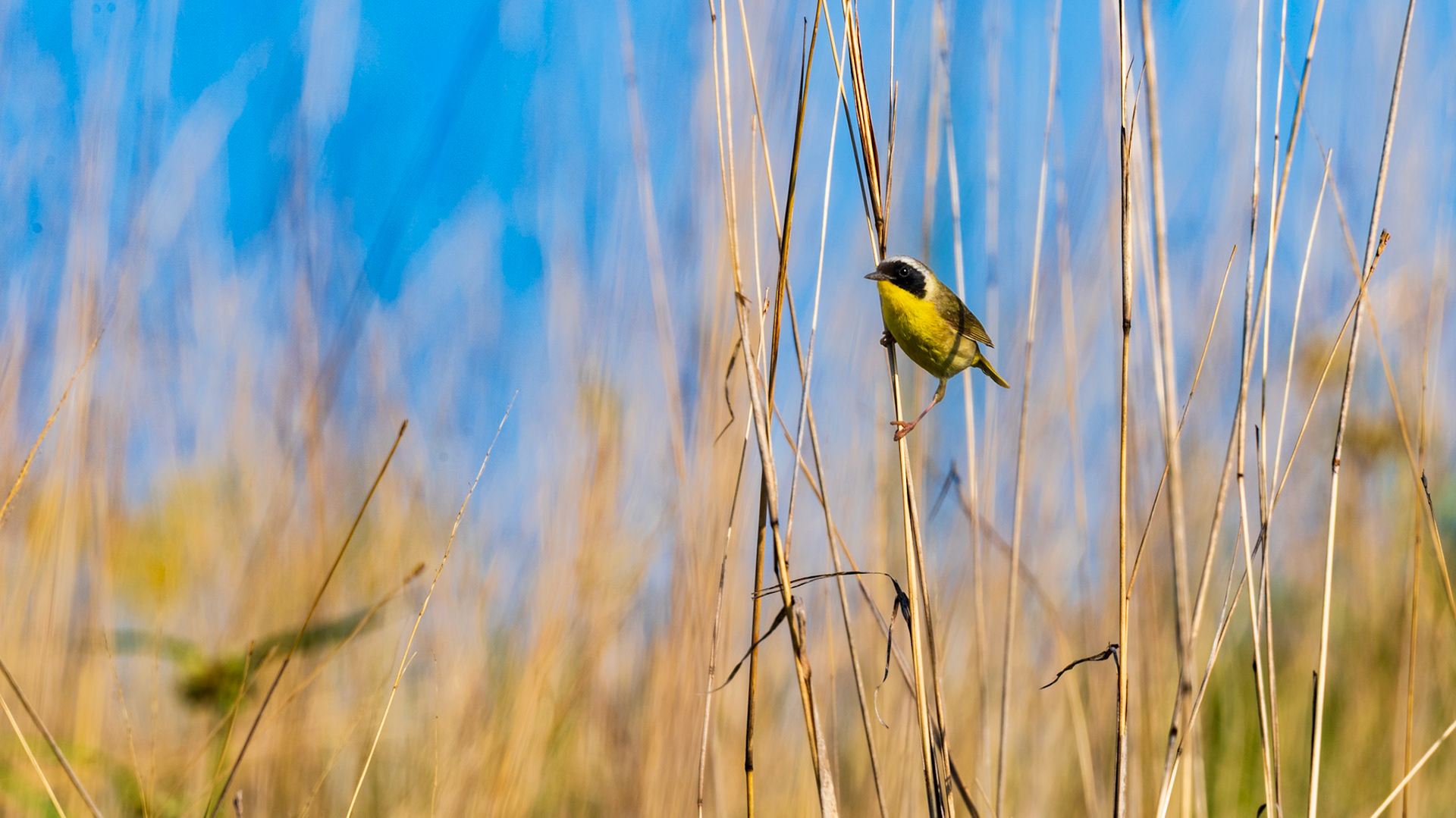 Common Yellowthroat