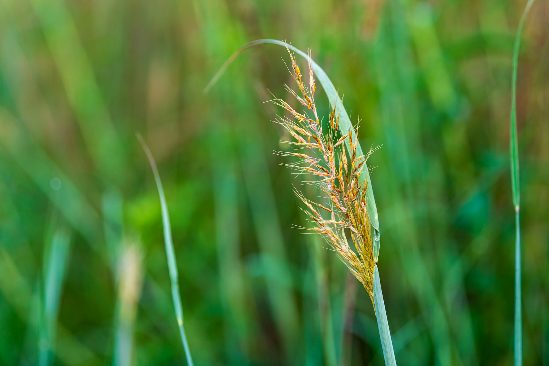Indian Grass