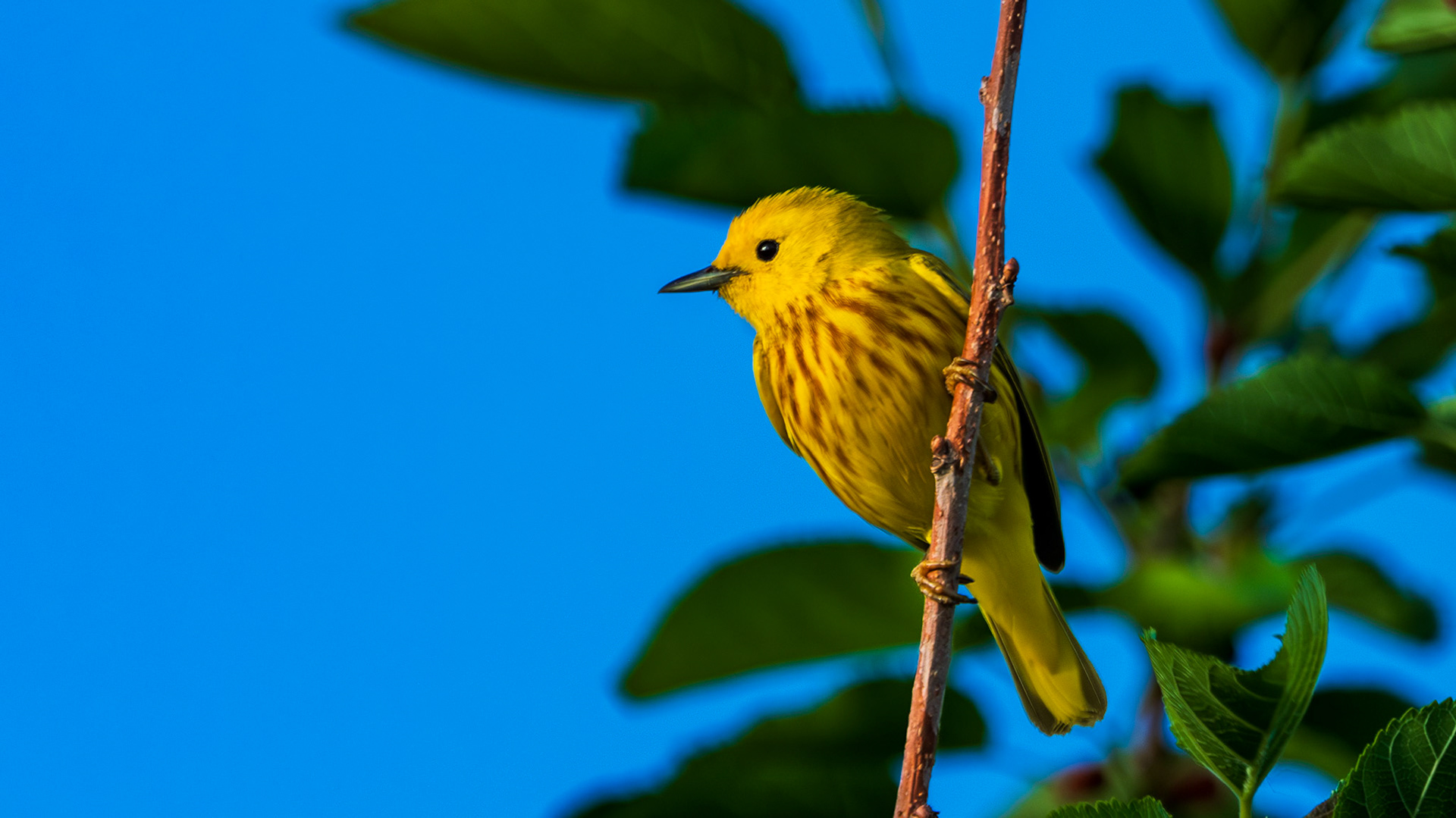 Yellow Warbler