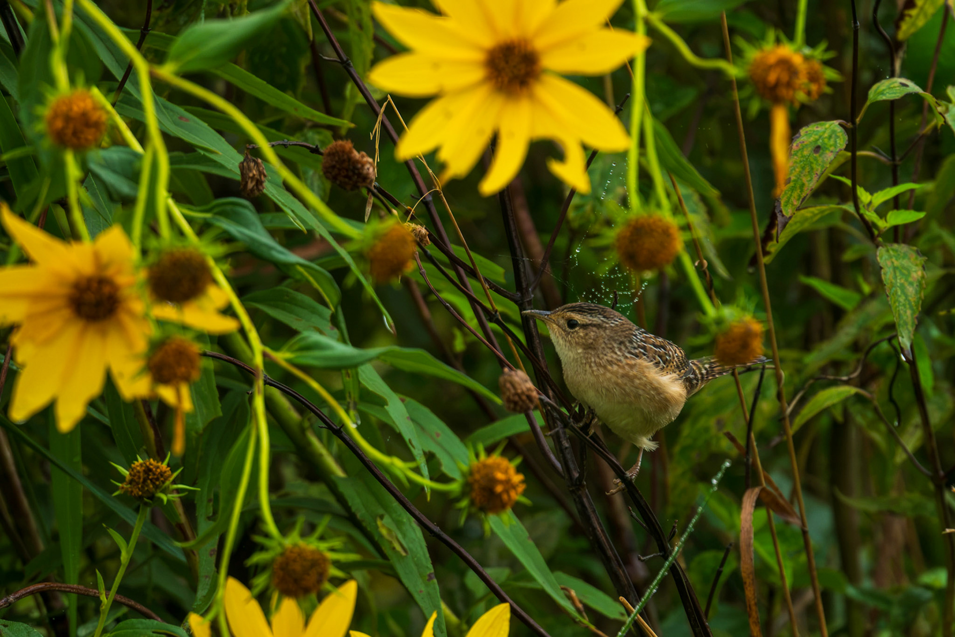 Sedge Wren - Maximillian Sunflower