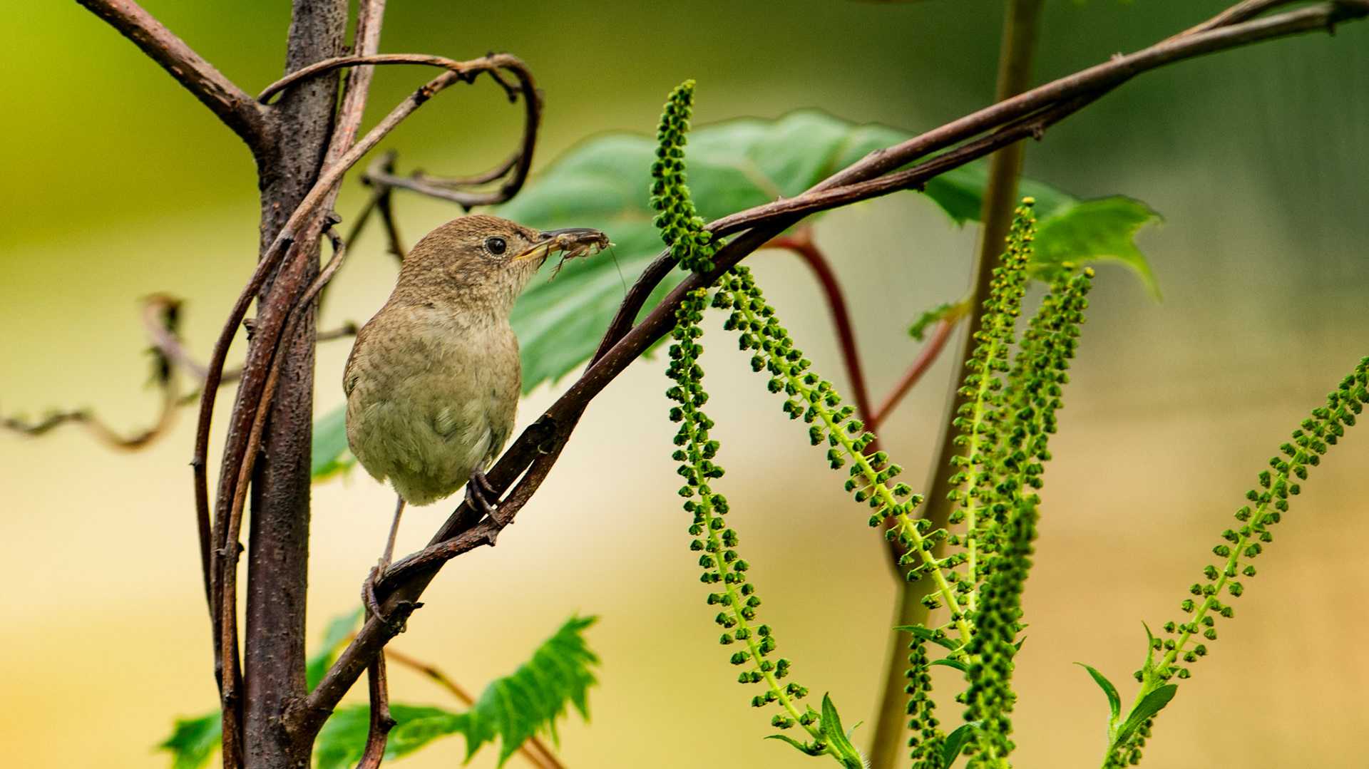 House Wren