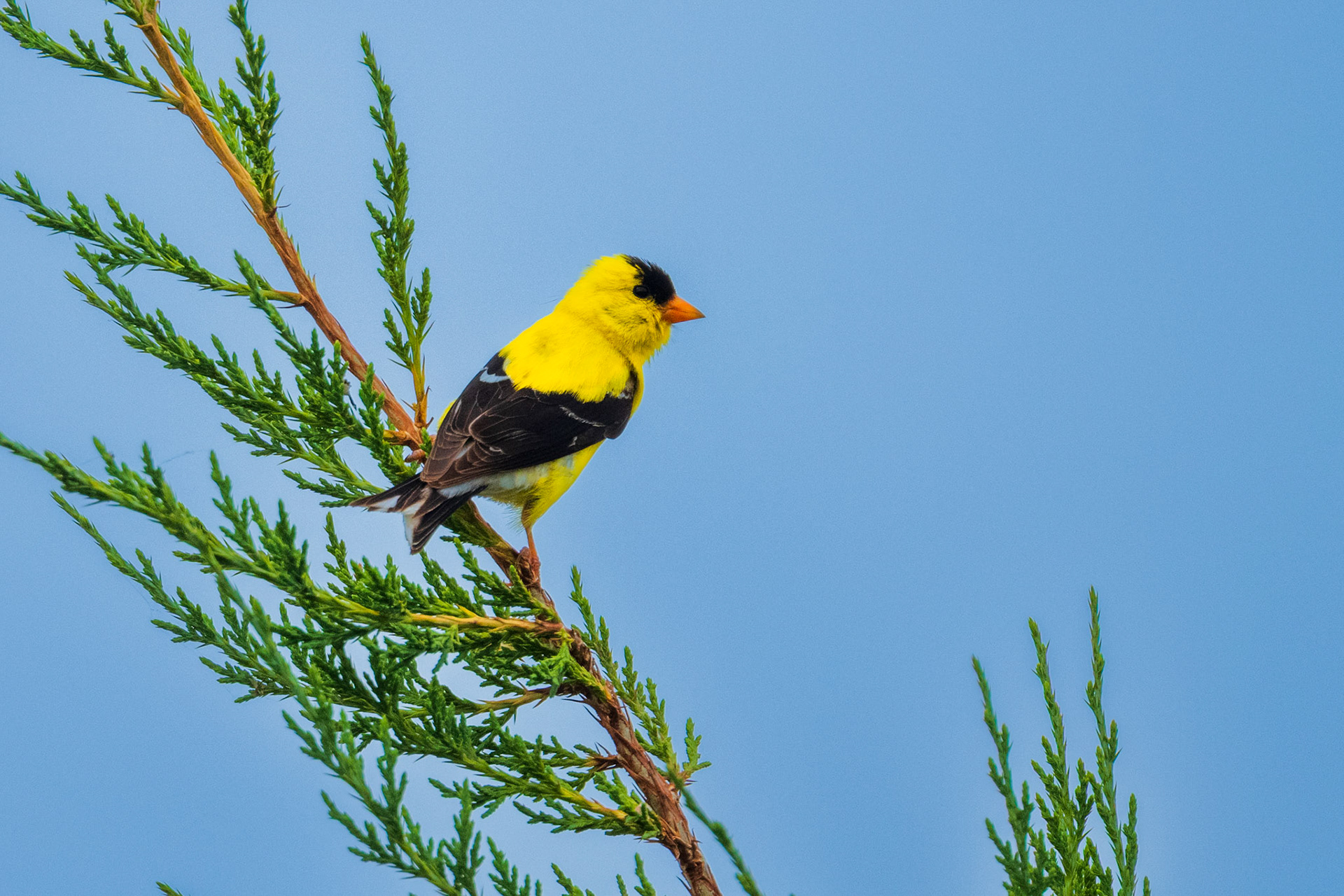 American Goldfinch