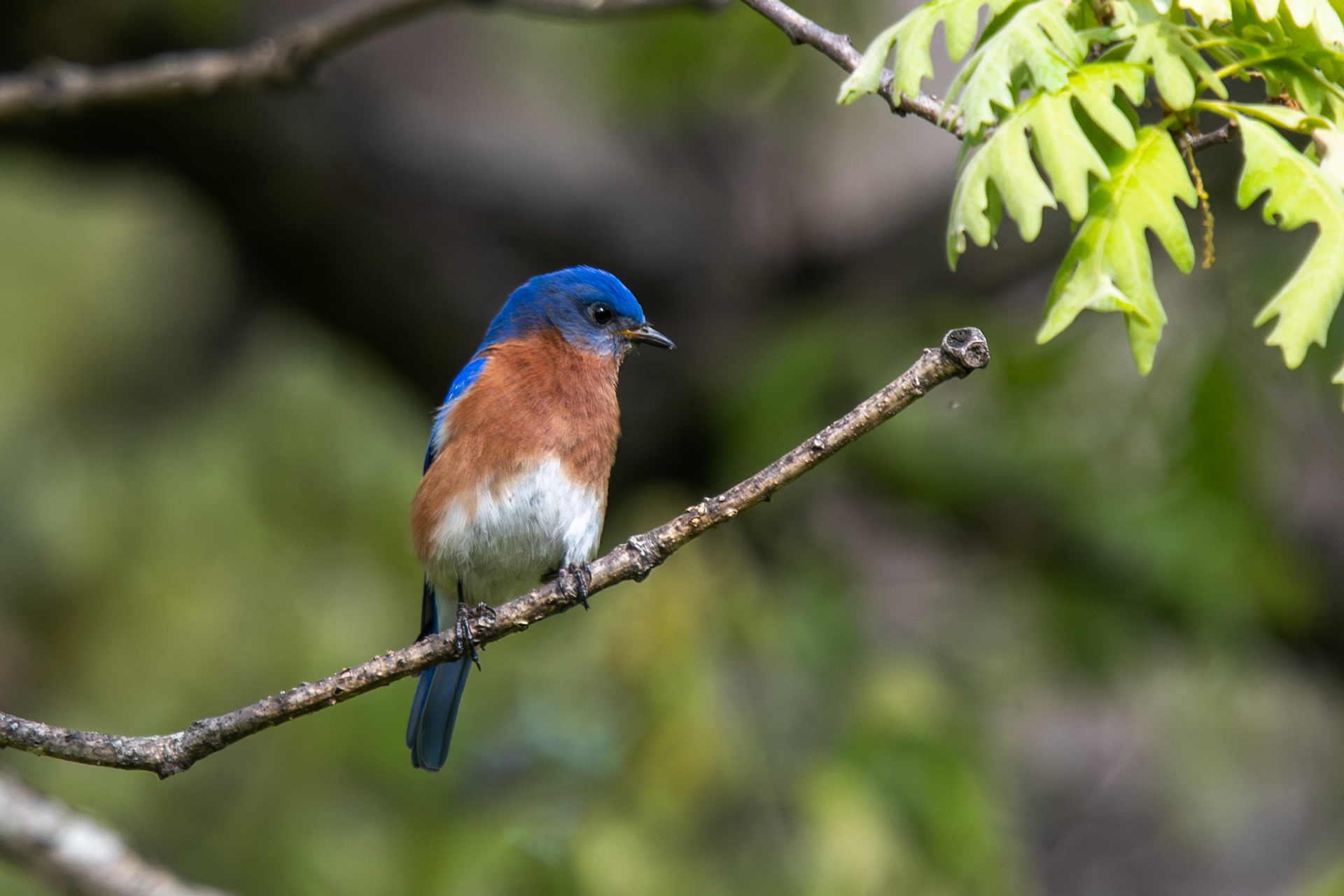 Eastern Bluebird