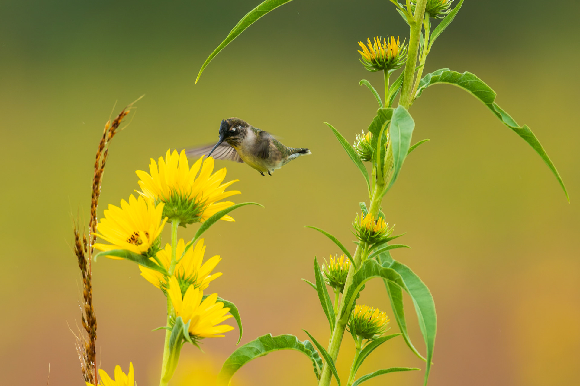 Ruby-throated Hummingbird - Maximillian Sunflower