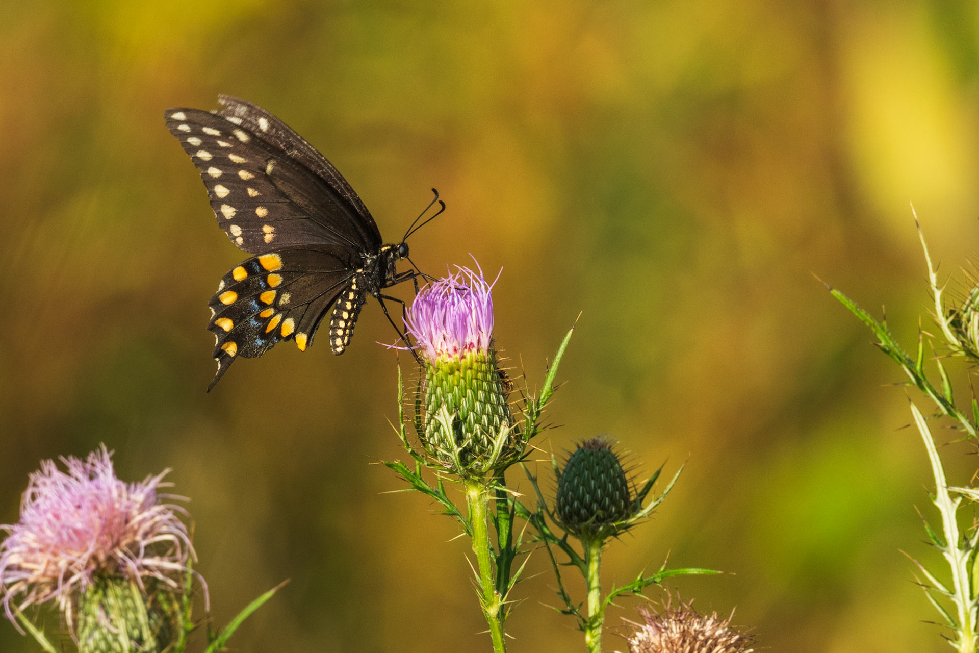 Black Swallowtail