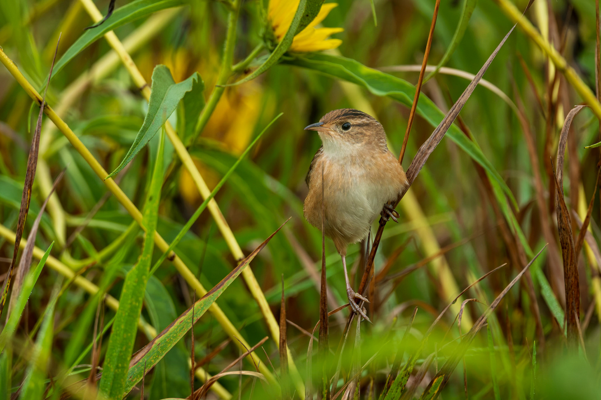 Sedge Wren