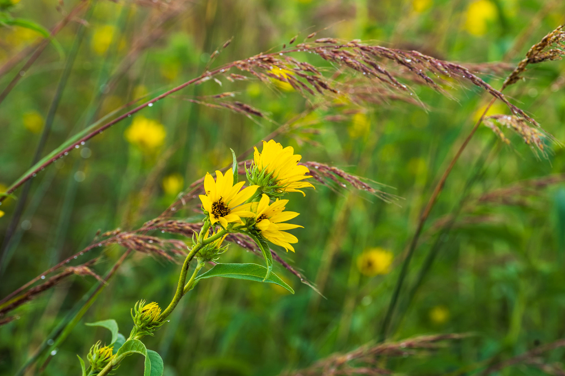 Maximillian Sunflower - Indian Grass