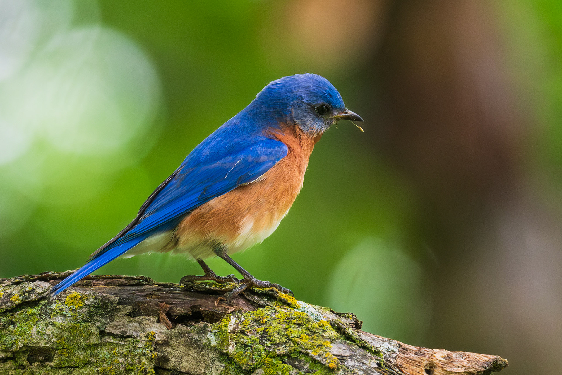 Eastern Bluebird