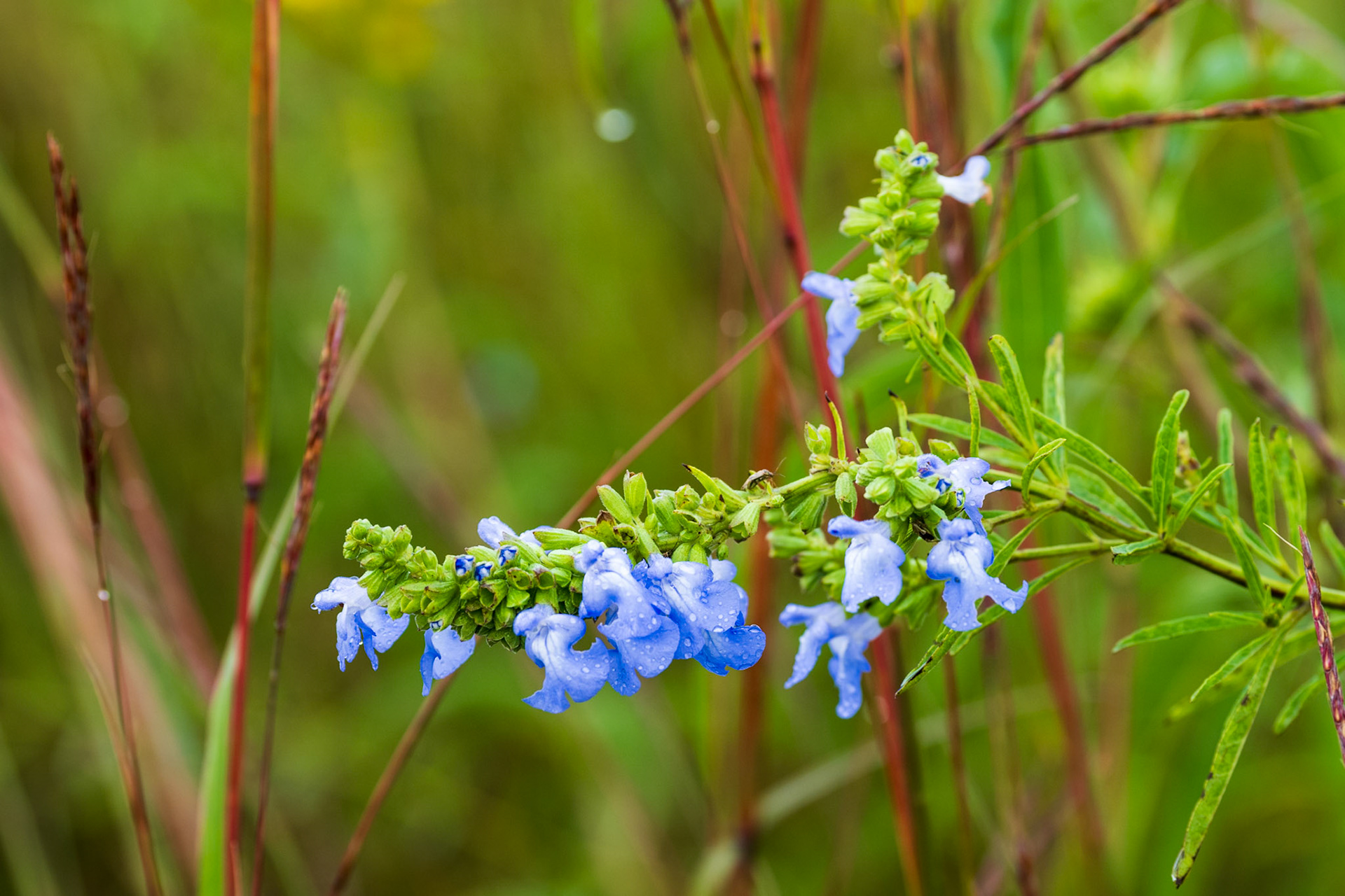 Giant Blue Sage