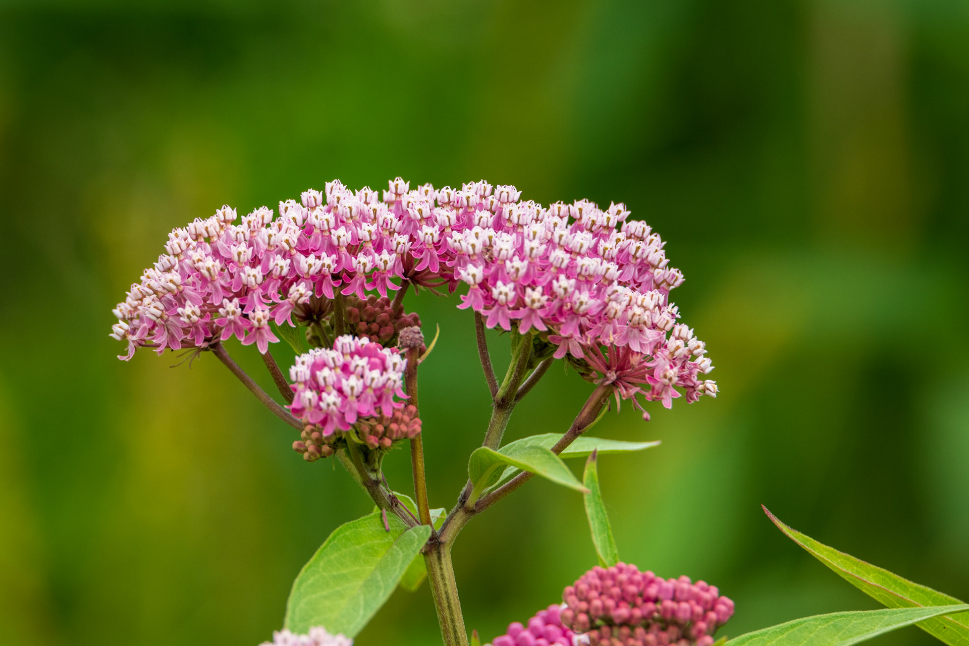 Butterfly Milkweed
