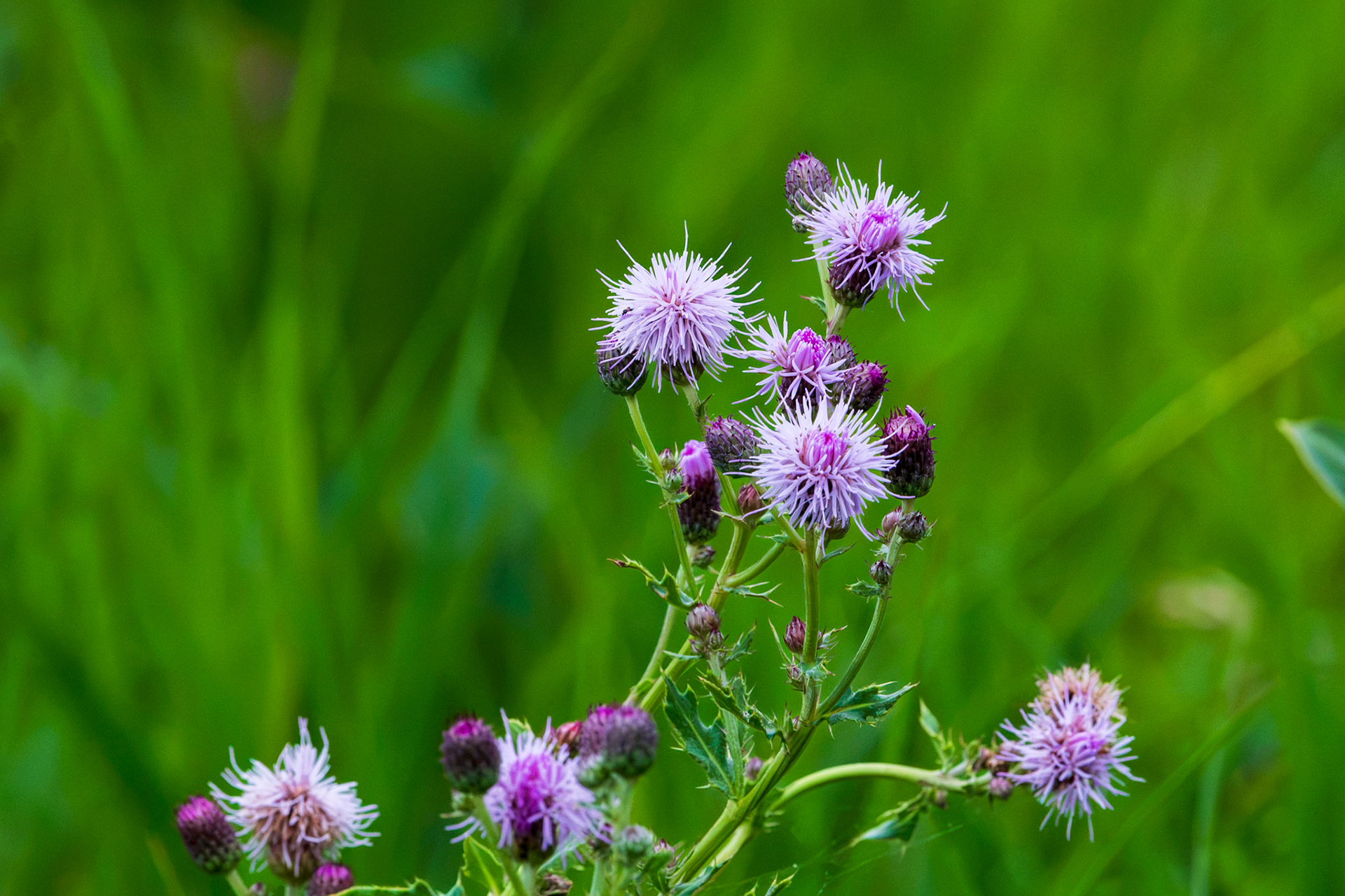 Creeping Thistle