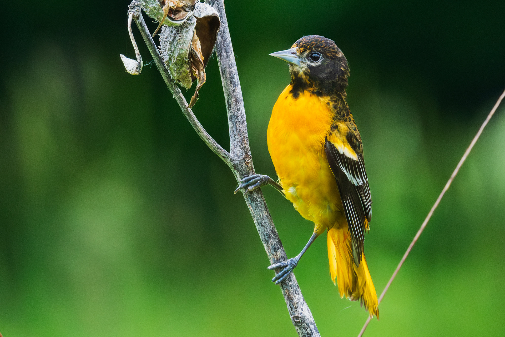 Baltimore Oriole
