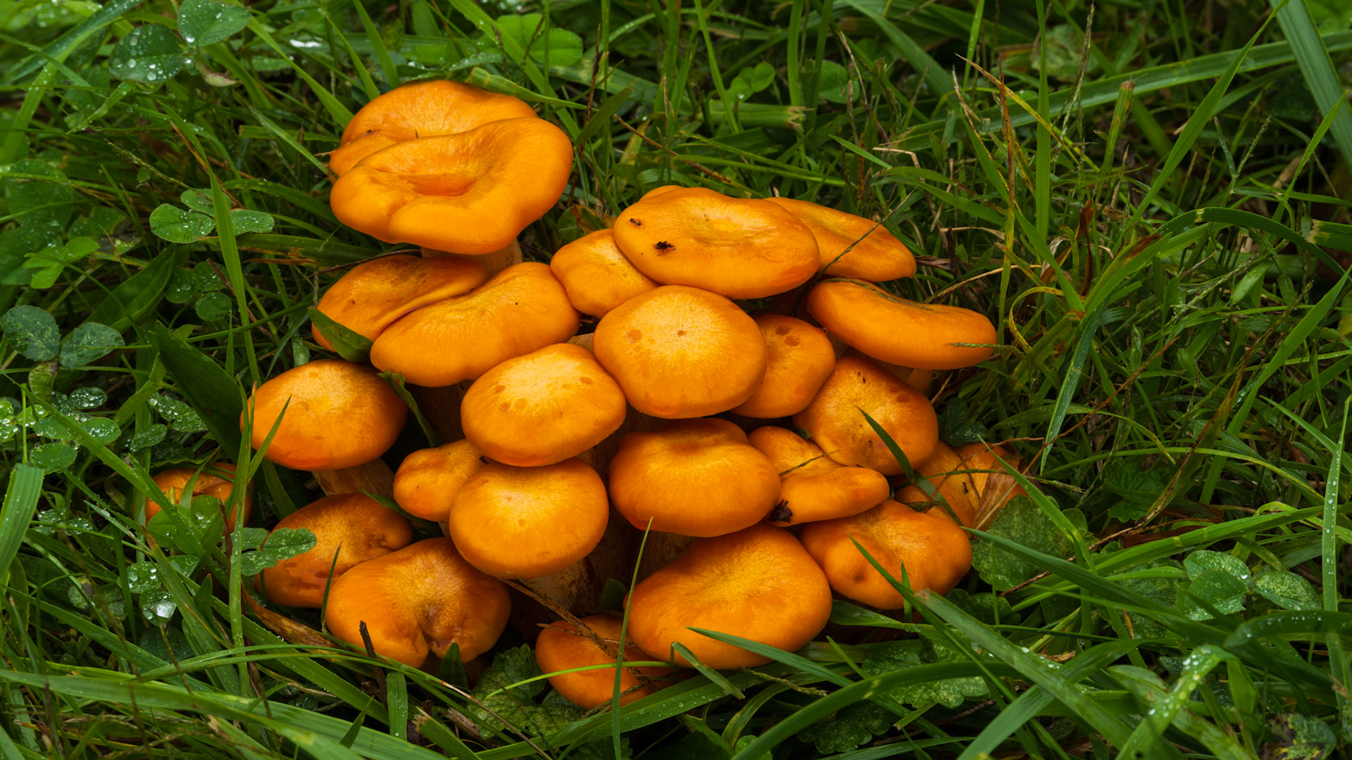 Fungi
