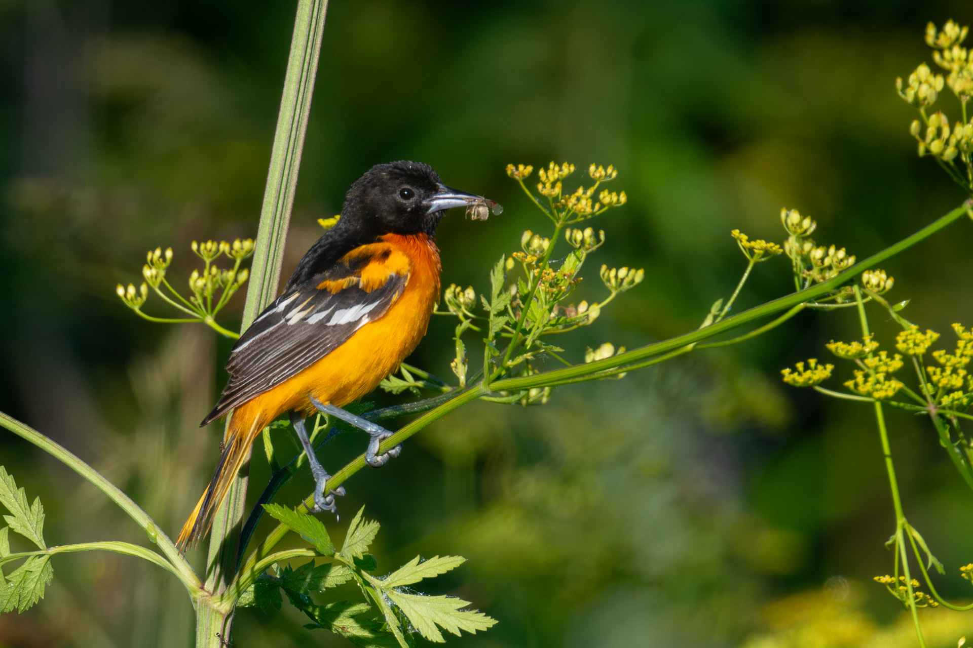 Baltimore Oriole
