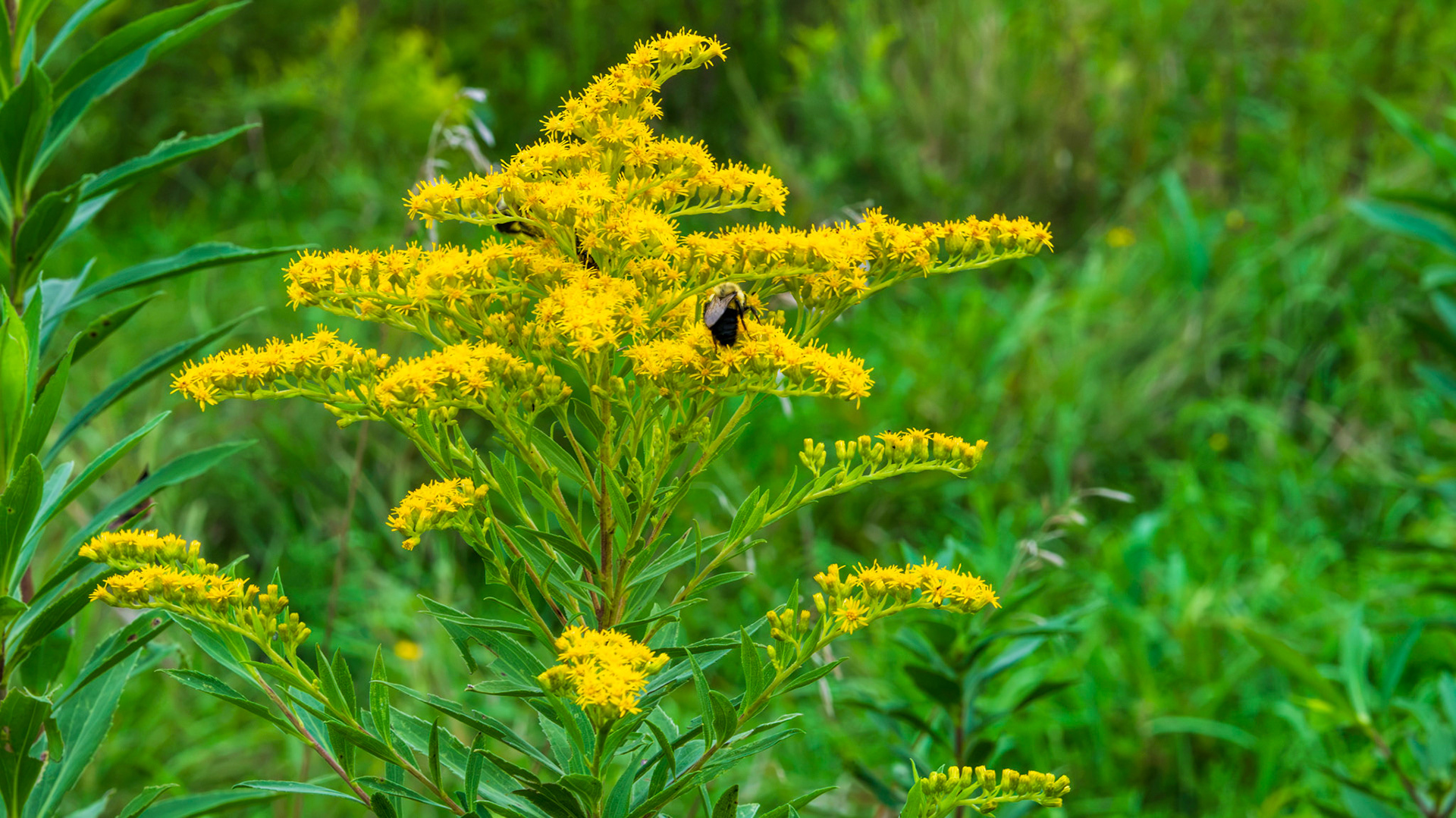 Goldenrod