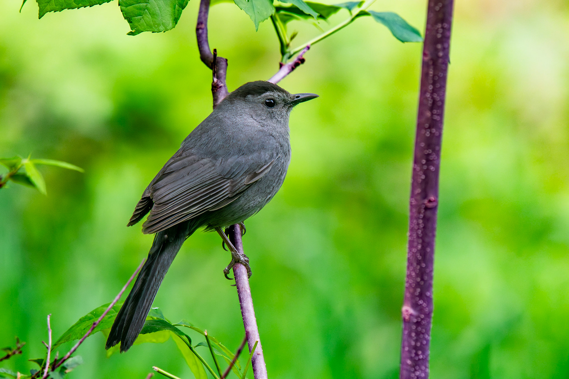 Grey Catburd