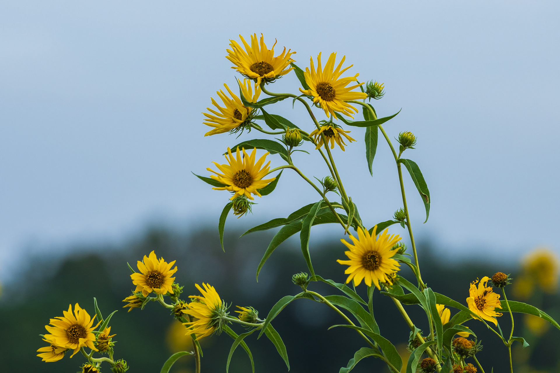 Maximillian Sunflower