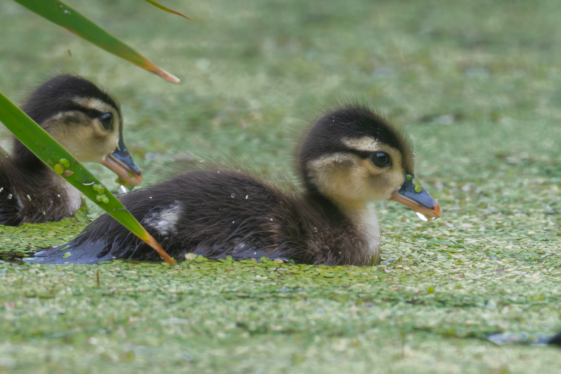 Wood Duck