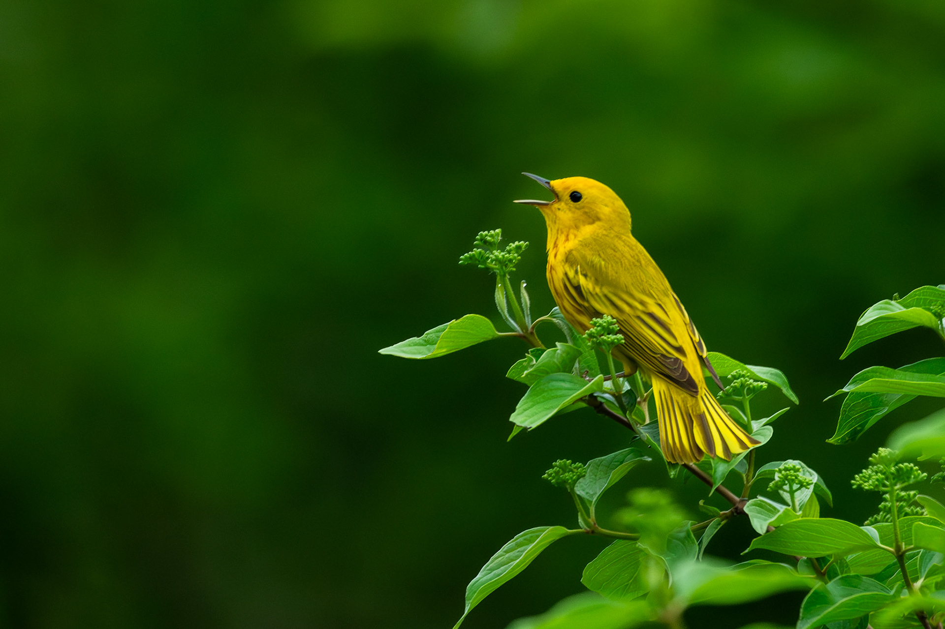 Yellow Warbler