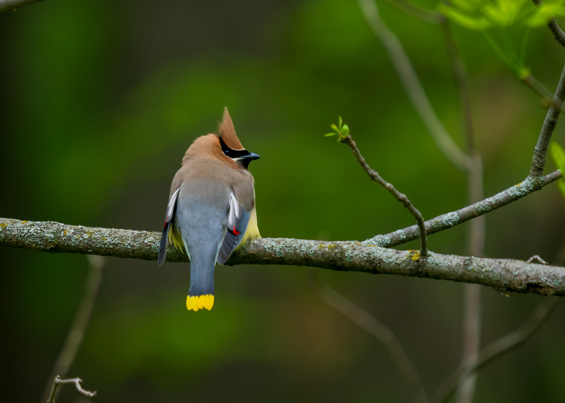 Cedar Waxwing