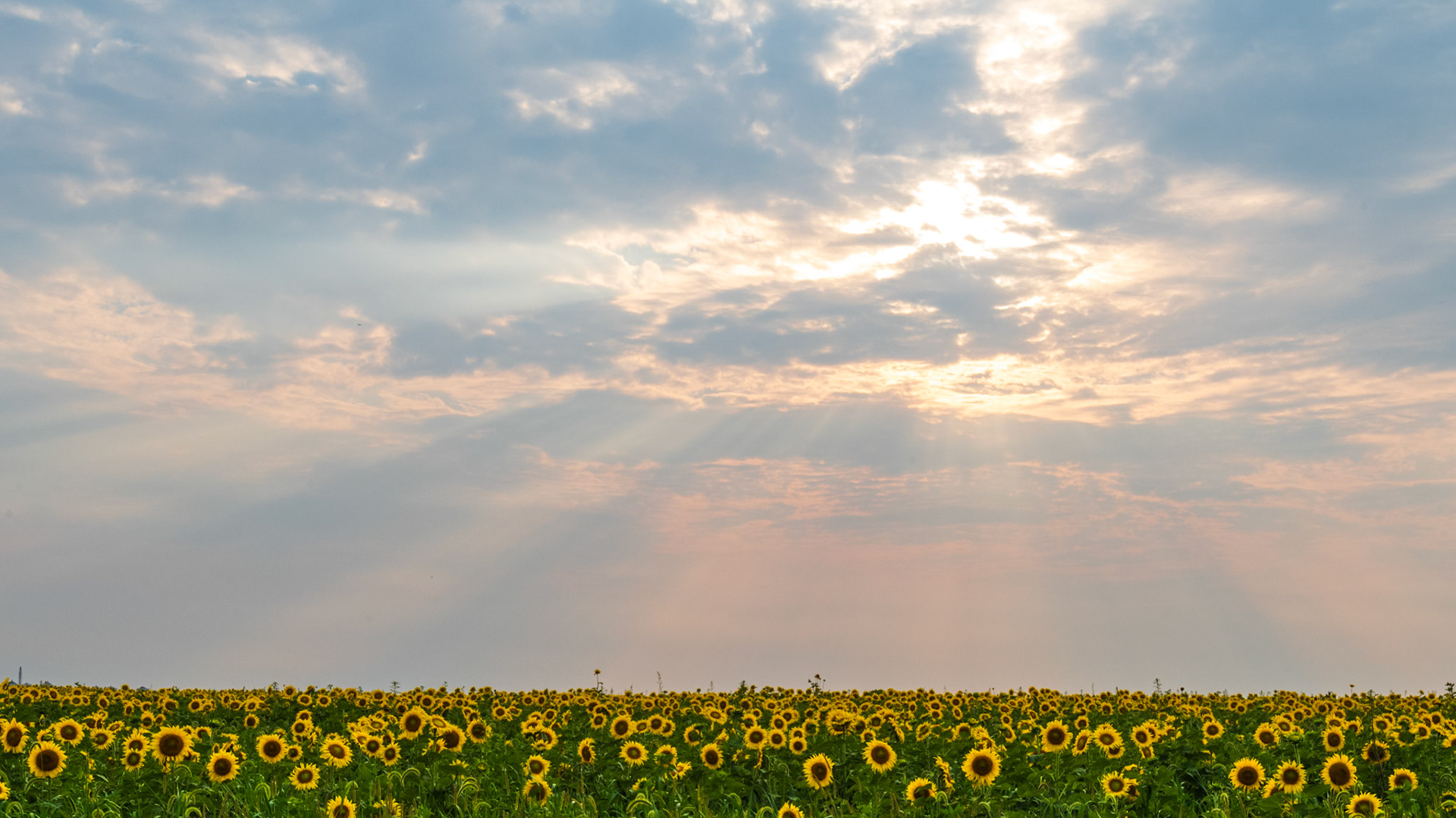 Sunflowers - West of Ankeny