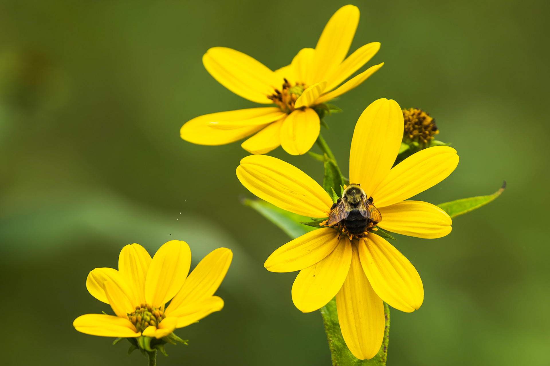 Jerusalem Artichoke
