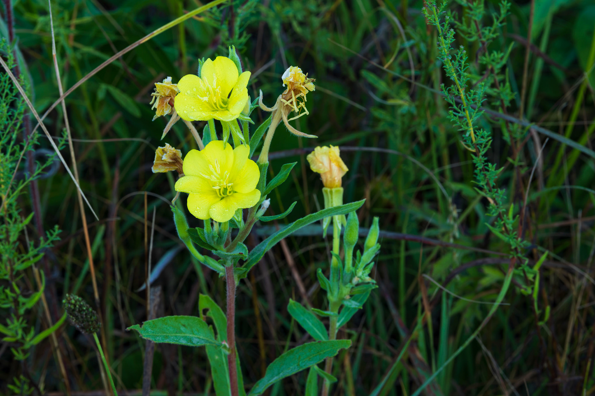 Evening Primrose (sp)