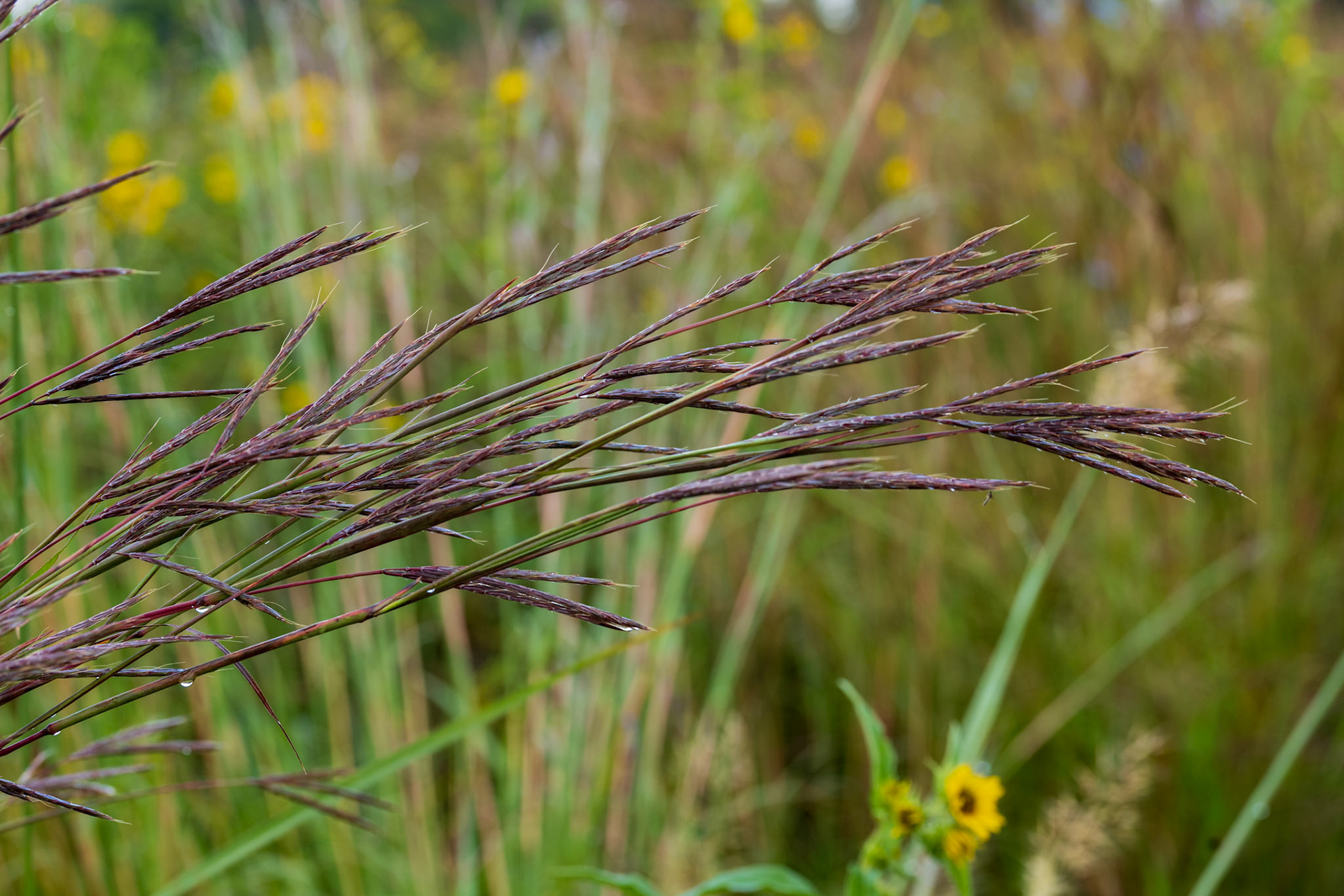 Big Bluestem