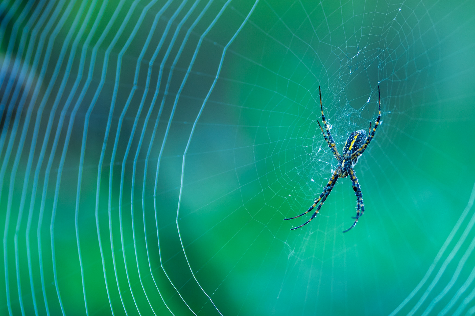 Banded Garden Spider