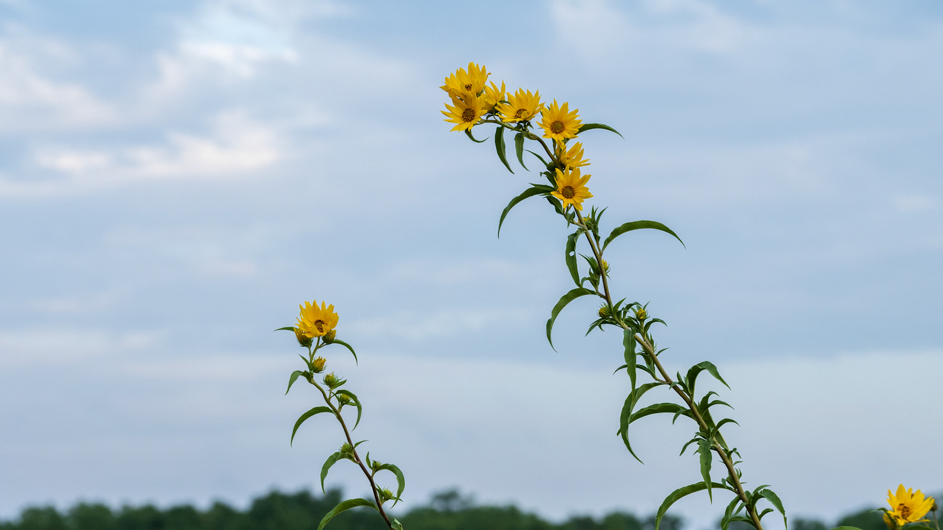 Maximillian Sunflower