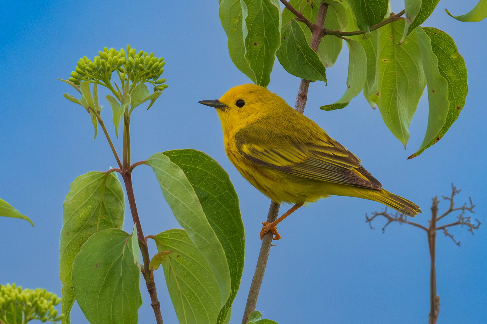 Yellow Warbler