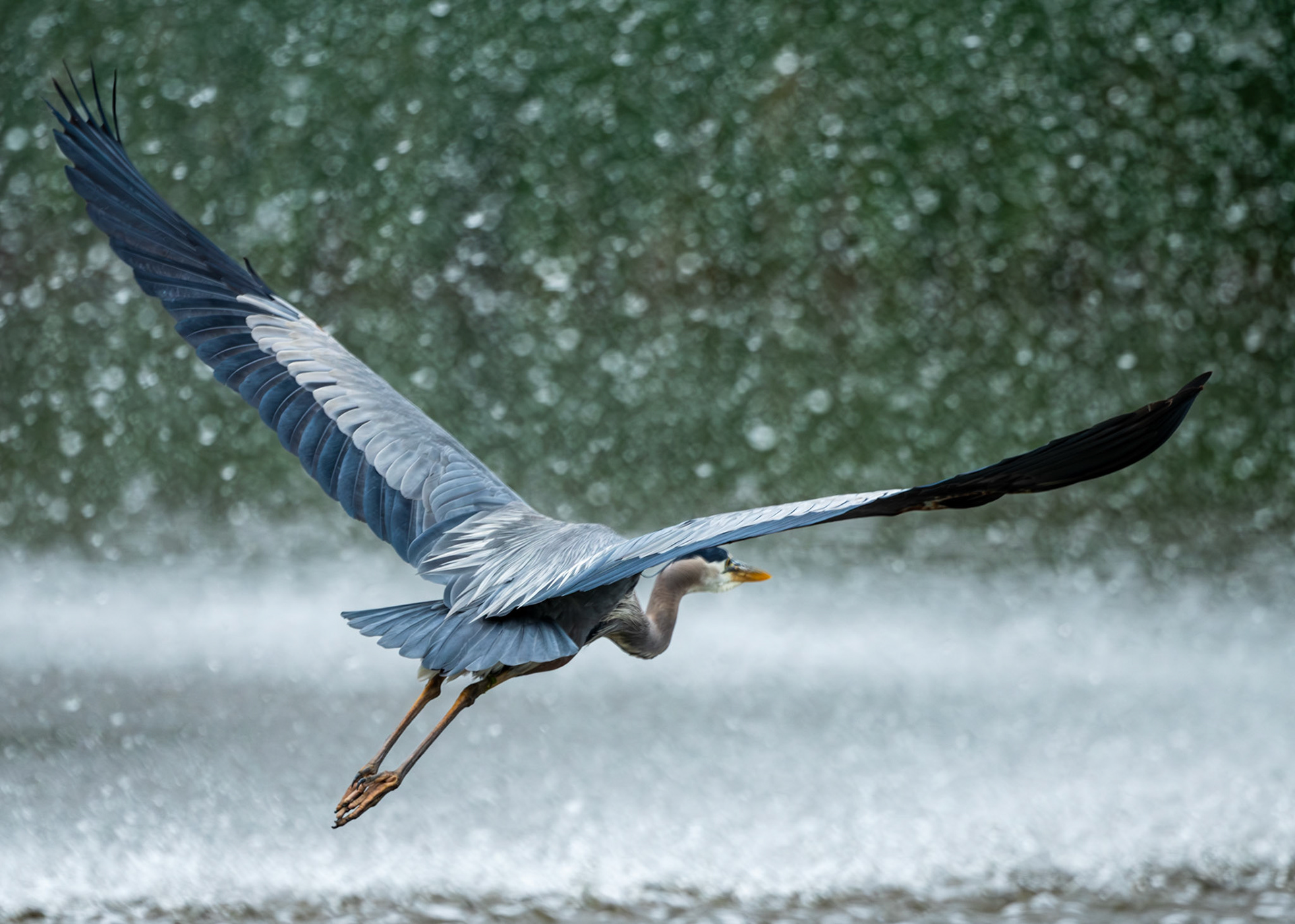 Great Blue Heron