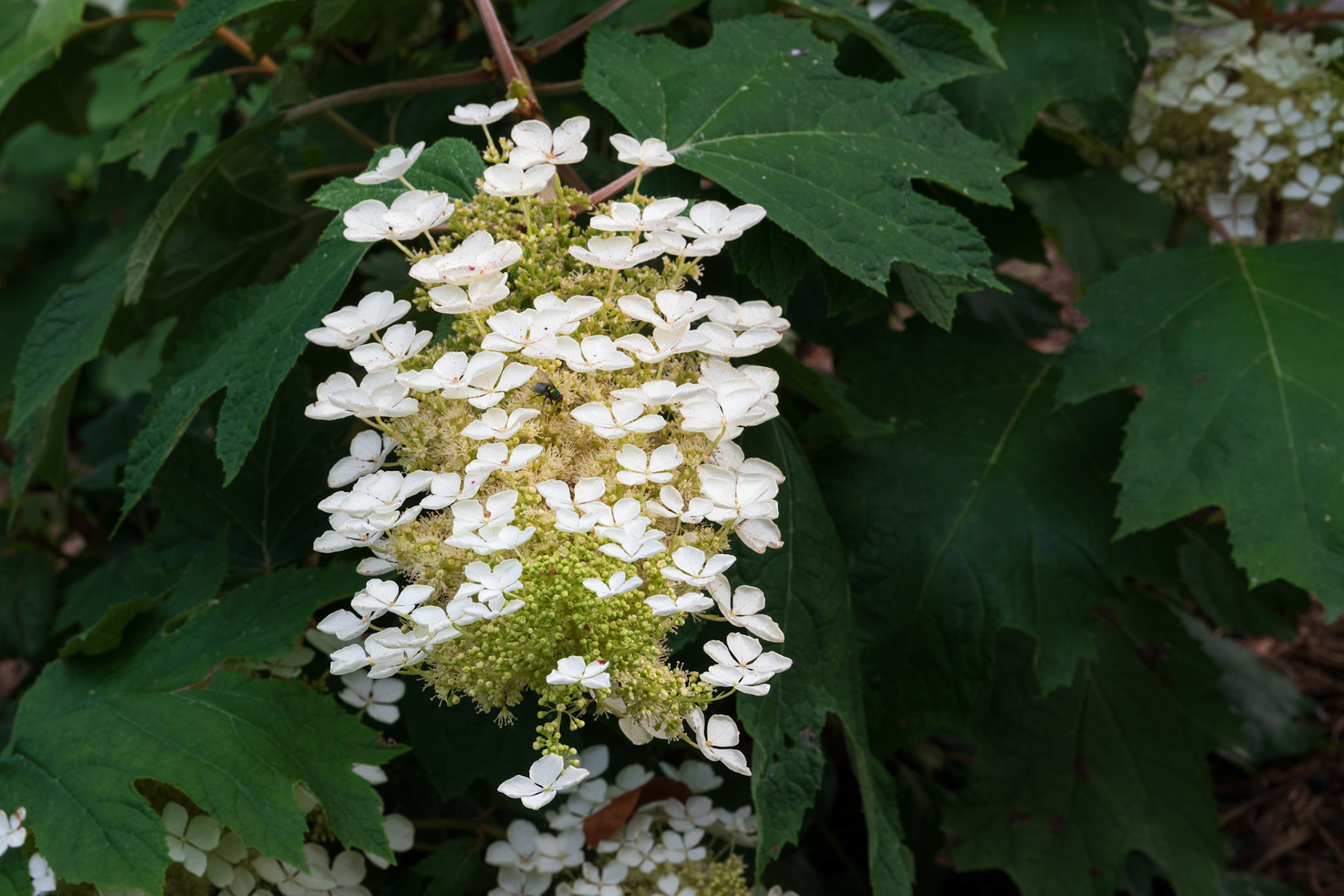Oak-leaf Hydranga