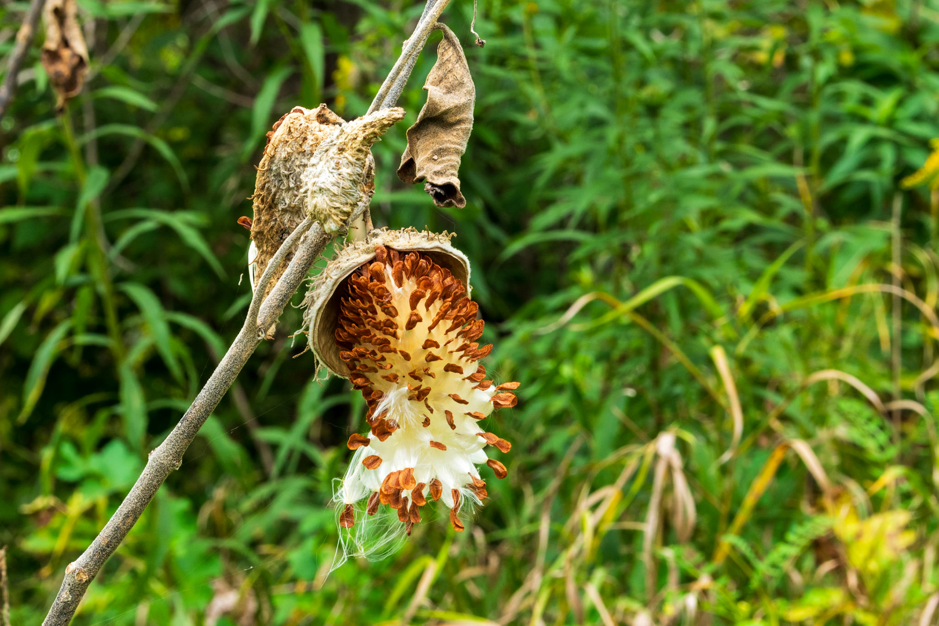 Common Milkweed - Seed Pod