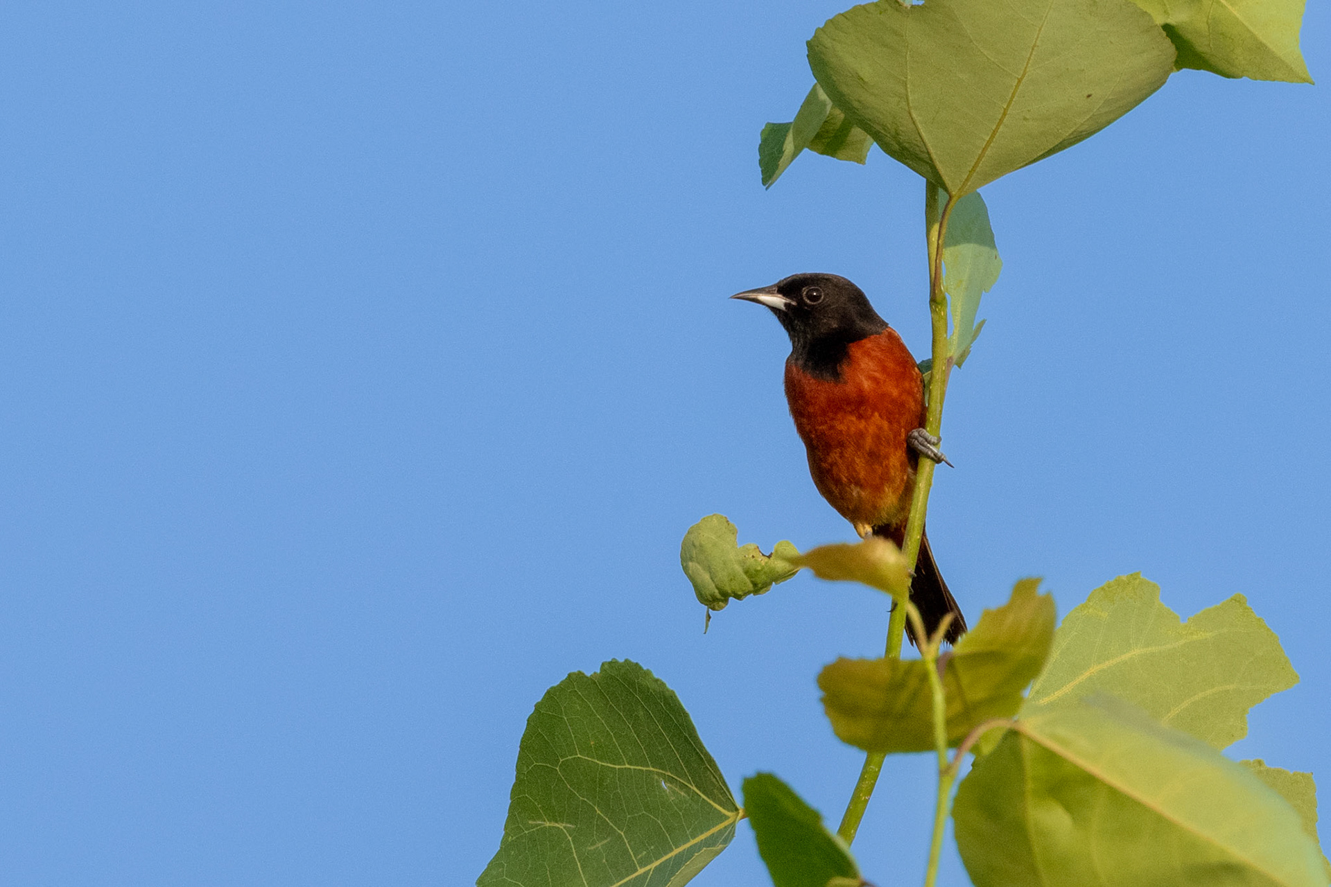 Orchard Oriole