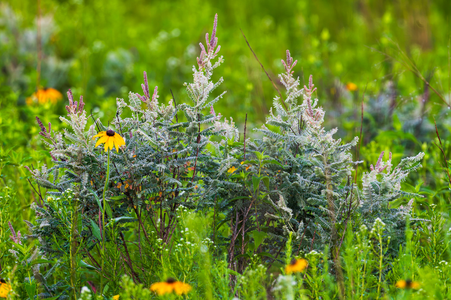Leadplant - Black-eyed Susan