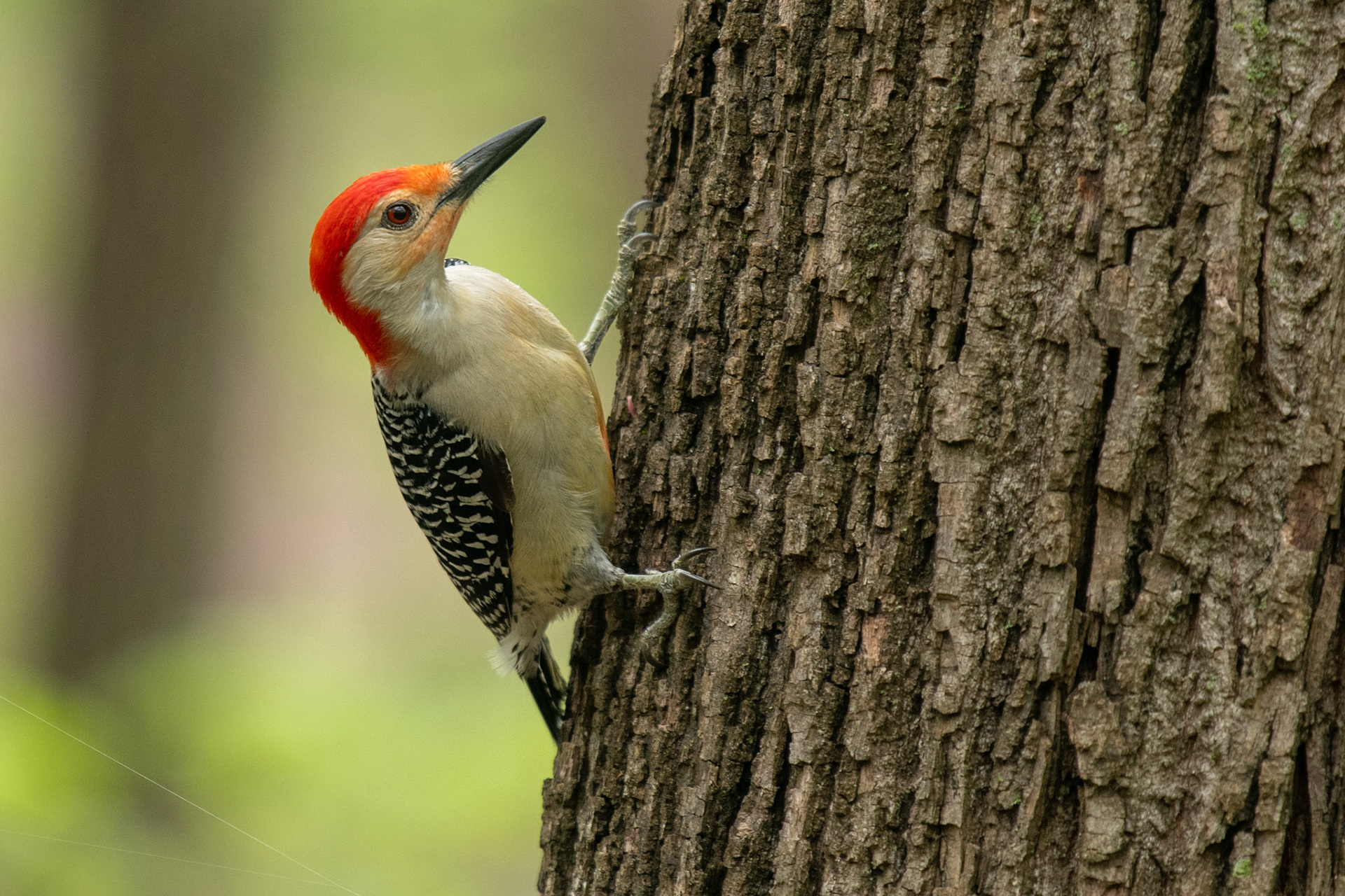Red-bellied Woodpecker