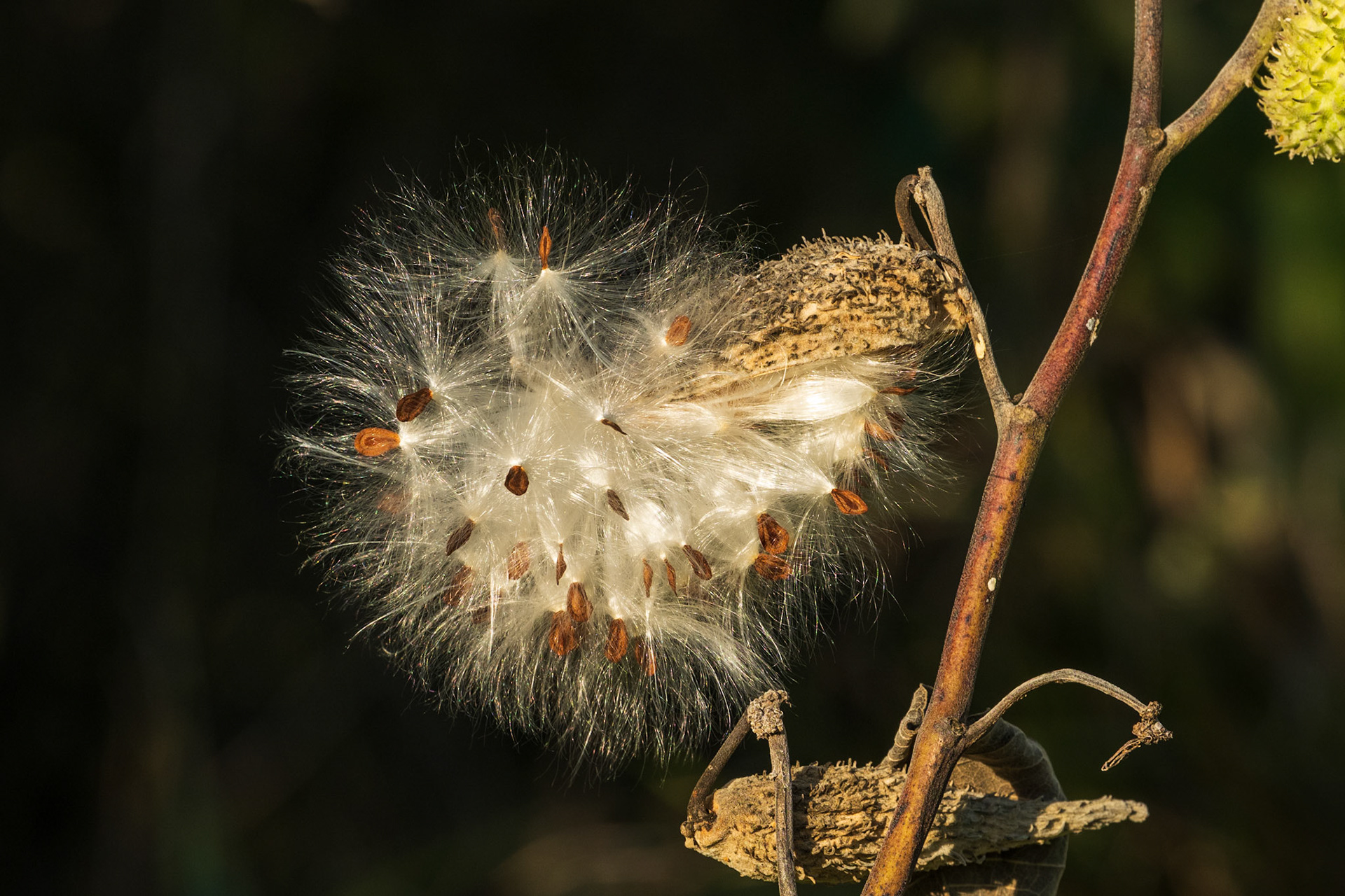 Common Milkweed - Seed Pod
