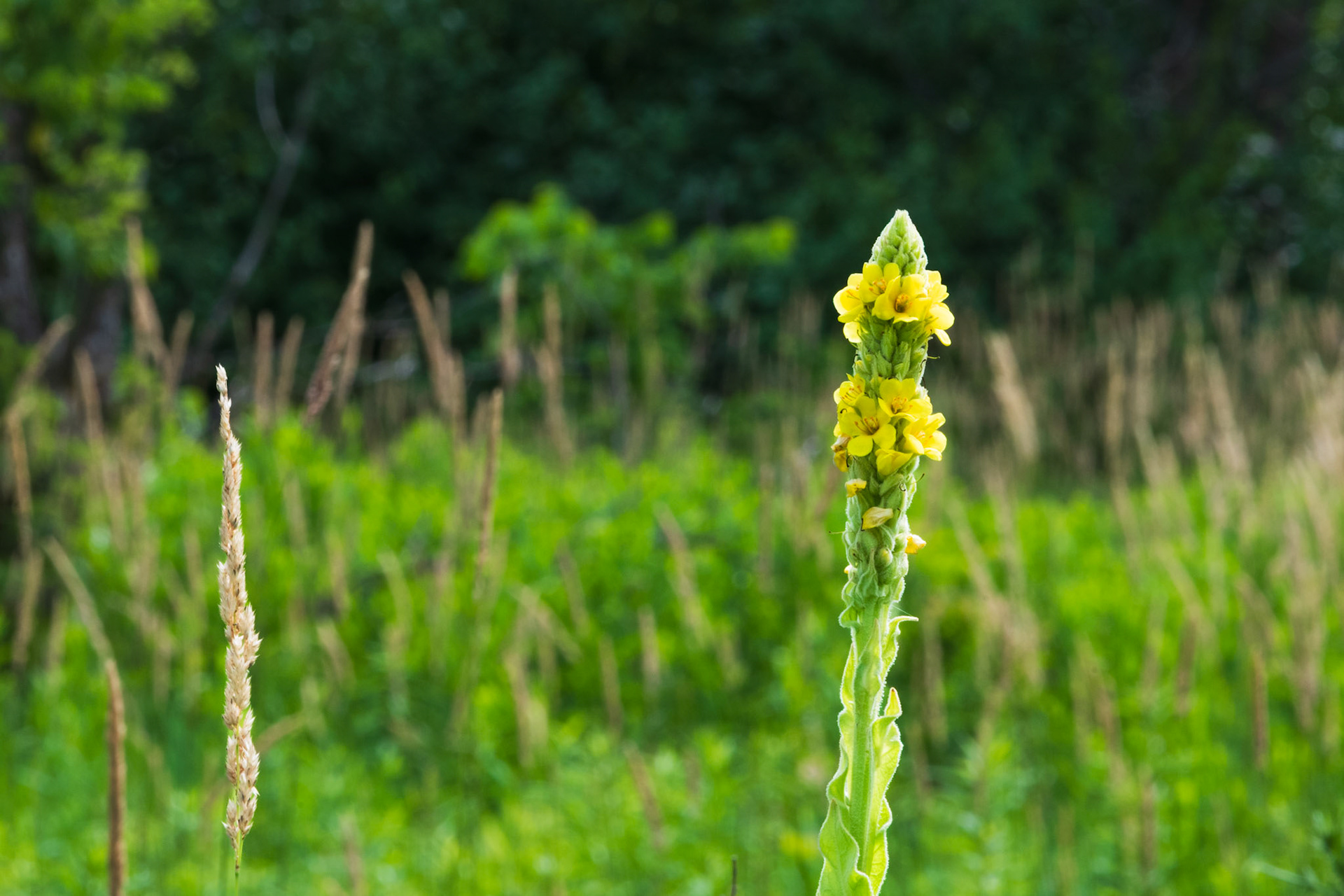 Great Mullein