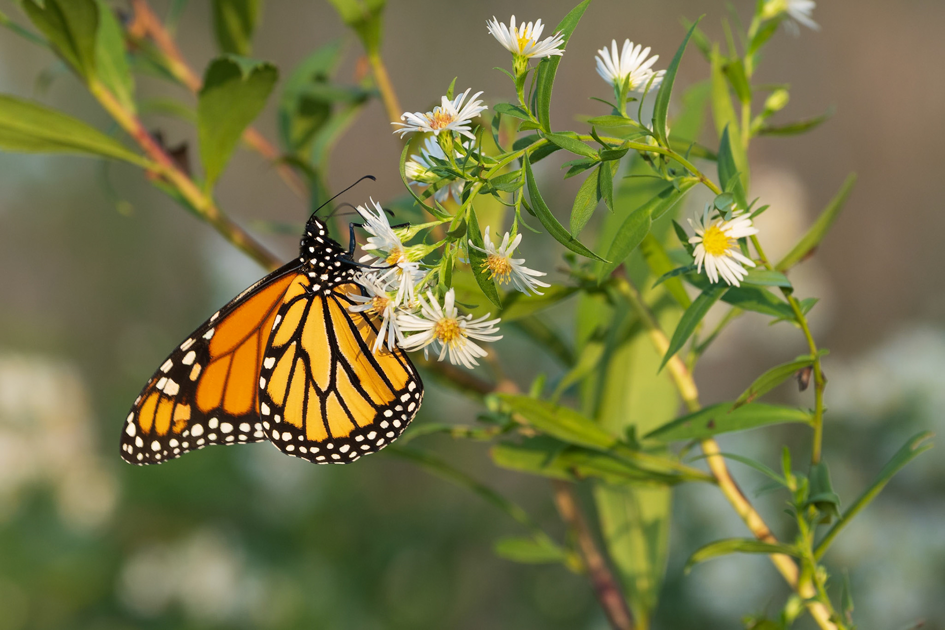 Monarch - American Aster