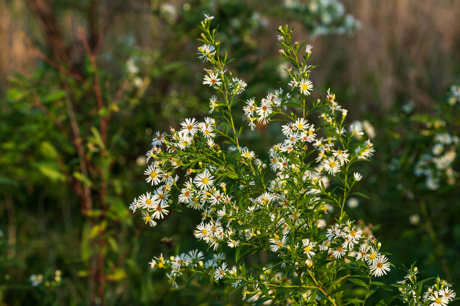 American Aster