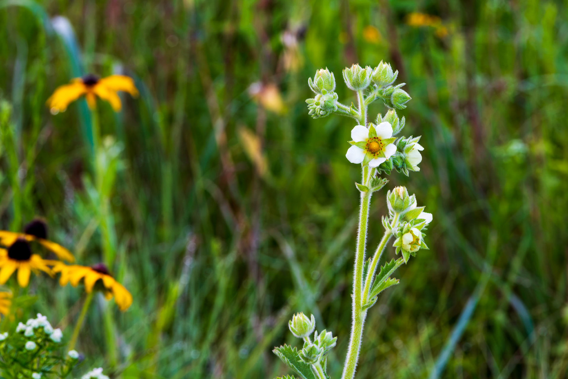 Tall Cinquefoil