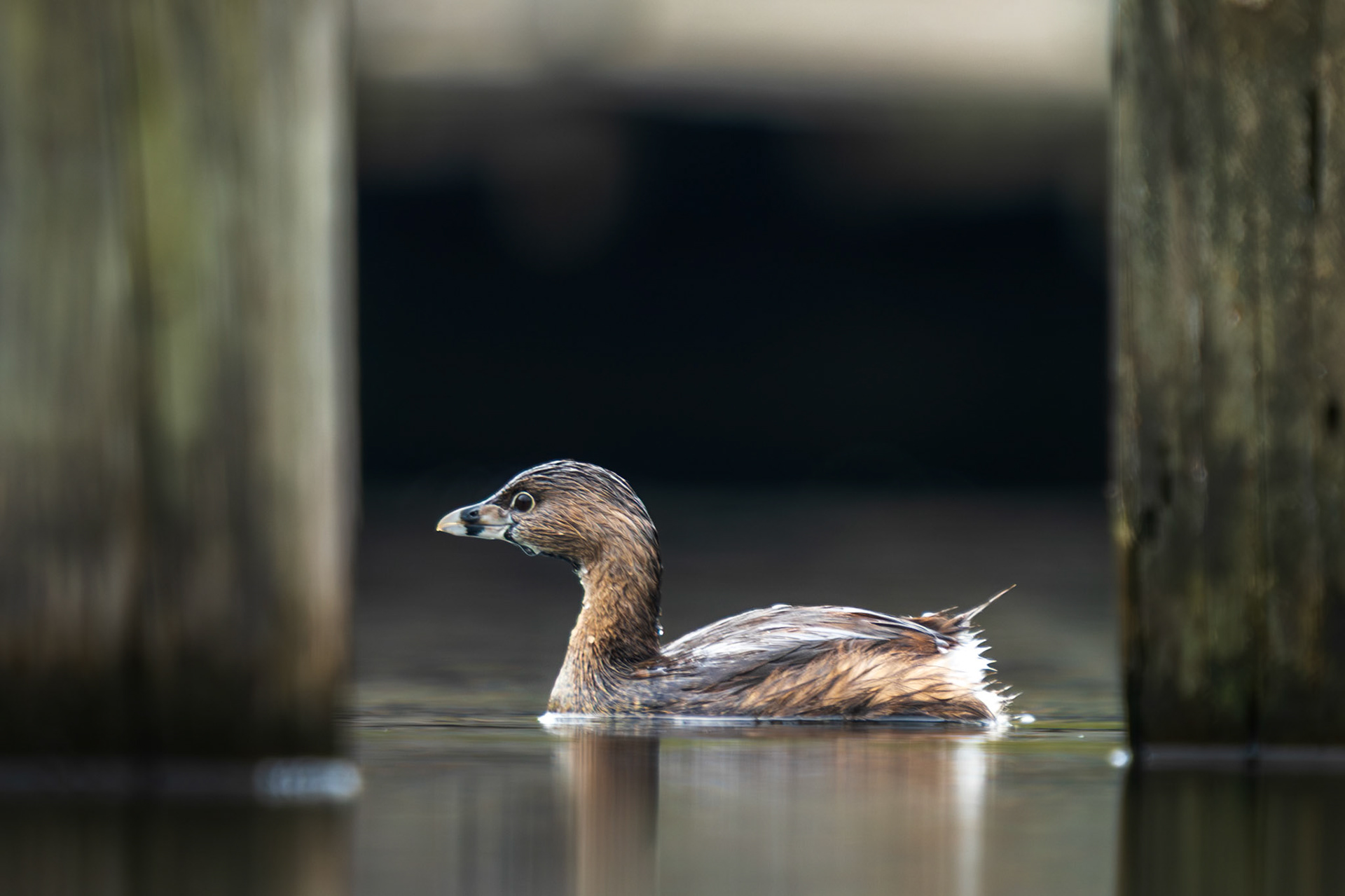 Pie-billed Grebe