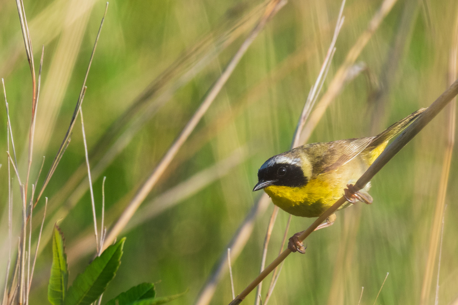 Common Yellowthroat