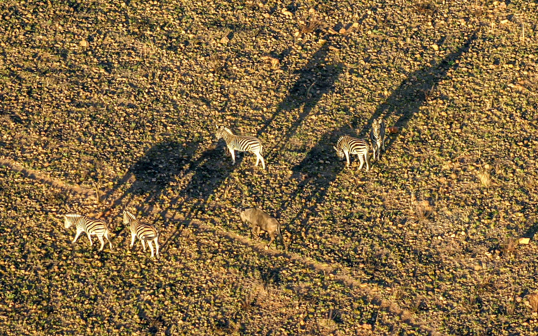 Afrique du sud