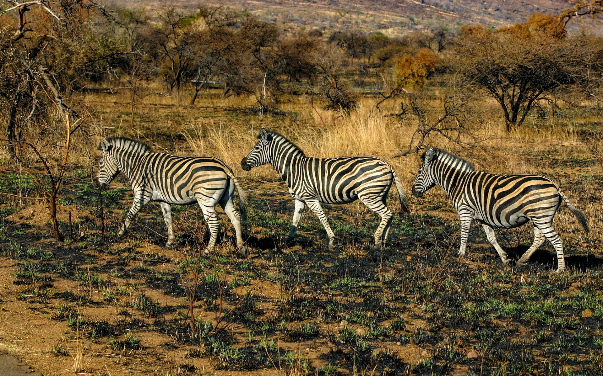 Afrique du sud